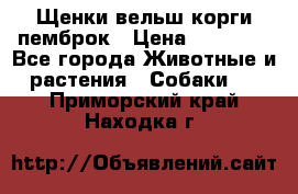 Щенки вельш корги пемброк › Цена ­ 70 000 - Все города Животные и растения » Собаки   . Приморский край,Находка г.